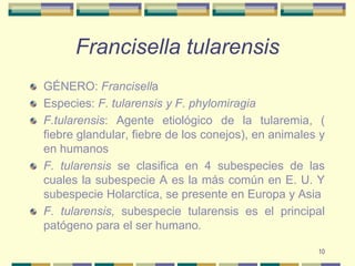 10Francisella tularensisGÉNERO: FrancisellaEspecies: F. tularensis y F. phylomiragiaF.tularensis: Agente etiológico de la tularemia, ( fiebre glandular, fiebre de los conejos), en animales y en humanosF. tularensis se clasifica en 4 subespecies de las cuales la subespecie A es la más común en E. U. Y subespecie Holarctica, se presente en Europa y AsiaF. tularensis, subespecie tularensis es el principal patógeno para el ser humano.