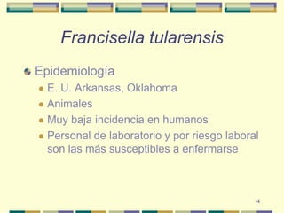14Francisella tularensisEpidemiologíaE. U. Arkansas, OklahomaAnimalesMuy baja incidencia en humanosPersonal de laboratorio y por riesgo laboral son las más susceptibles a enfermarse