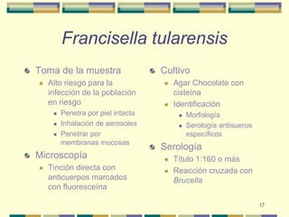 17Francisella tularensisToma de la muestraAlto riesgo para la infección de la población en riesgoPenetra por piel intactaInhalación de aerosolesPenetrar por membranas mucosasMicroscopíaTinción directa con anticuerpos marcados con fluoresceína CultivoAgar Chocolate con cisteínaIdentificaciónMorfologíaSerología antisueros específicosSerologíaTítulo 1:160 o más Reacción cruzada con Brucella 