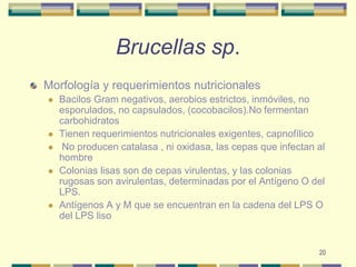 20Brucellas sp.Morfología y requerimientos nutricionalesBacilos Gram negativos, aerobios estrictos, inmóviles, no esporulados, no capsulados, (cocobacilos).No fermentan carbohidratosTienen requerimientos nutricionales exigentes, capnofílico No producen catalasa , ni oxidasa, las cepas que infectan al hombreColonias lisas son de cepas virulentas, y las colonias rugosas son avirulentas, determinadas por el Antígeno O del LPS. Antígenos A y M que se encuentran en la cadena del LPS O del LPS liso