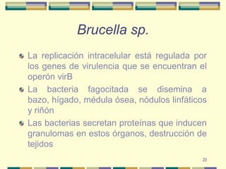23Brucella sp.La replicación intracelular está regulada por los genes de virulencia que se encuentran el operón virBLa bacteria fagocitada se disemina a bazo, hígado, médula ósea, nódulos linfáticos y riñónLas bacterias secretan proteínas que inducen granulomas en estos órganos, destrucción de tejidos 