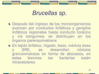 24Brucellas sp.Después del ingreso de los microorganismos avanzan por conductos linfáticos y ganglios linfáticos regionales hasta conducto torácico y vía sanguínea, se distribuyen en los órganos parenquimatososEn tejido linfático, hígado, bazo, médula ósea y SRE, se desarrollan nódulos granulomatosos en forma de abscesos, en estas lesiones las bacterias están intracelulares