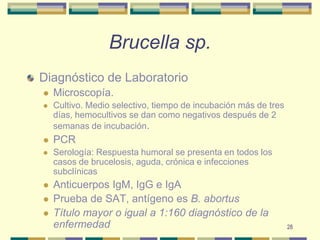 28Brucella sp.Diagnóstico de LaboratorioMicroscopía. Cultivo. Medio selectivo, tiempo de incubación más de tres días, hemocultivos se dan como negativos después de 2 semanas de incubación.PCRSerología: Respuesta humoral se presenta en todos los casos de brucelosis, aguda, crónica e infecciones subclínicasAnticuerpos IgM, IgG e IgAPrueba de SAT, antígeno es B. abortusTítulo mayor o igual a 1:160 diagnóstico de la enfermedad