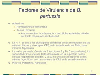 4Factores de Virulencia de B. pertussisAdhesinasHemaglutinina FilamentosaToxina PertussisAmbas median  la adherencia a las células epiteliales ciliadas del tracto respiratorio del huéspedLa H. F. se une a los glucolìpidos sulfatados de las membranas de las células ciliadas y al receptor CR3 en la superficie de los PMN, para iniciar la fagocitosisLa toxina pertussis. Consta de 2 fracciones A y B ( 5 subunidades). La subunidad S2 se une a la lactosilceramida, en la superficie de las células respiratorias ciliadas, y la S3 se une a los receptores de las células fagocíticas, con un aumento de CR3 en la superficie celularPilis y la Pertactina. Adhesinas