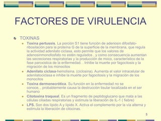 5FACTORES DE VIRULENCIATOXINASToxina pertussis. La porción S1 tiene función de adenosin difosfato- ribosilación para la proteína G de la superficie de la membrana, que regula la actividad adenilato ciclasa, esto permite que los valores de adenosinmonofosfato no estén regulados , y como consecuencia aumentan las secreciones respiratorias y la producción de moco, característico de la fase paroxistica de la enfermedad. . Inhibe la muerte por fagocitosis y la migración de los monocitosAdenilato ciclasa-hemolisina. (ciclosina). Aumenta el valor intracelular de adenilatociclasa e inhibe la muerte por fagocitosis y la migración de los monocitosToxina dermonecrótica. Su función en la enfermedad no se conoce, , probablemente causa la destrucción tisular localizada en el ser humano Citotoxina traqueal. Es un fragmento de peptidoglucano que mata a las células ciliadas respiratorias y estimula la liberación de IL-1 ( fiebre)LPS. Son dos lípido A y lípido X. Activa el complemento por la vía alterna y estimula la liberación de citocinas. 