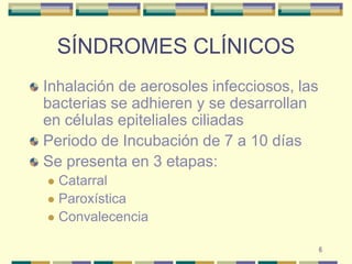 6SÍNDROMES CLÍNICOSInhalación de aerosoles infecciosos, las bacterias se adhieren y se desarrollan en células epiteliales ciliadasPeriodo de Incubación de 7 a 10 díasSe presenta en 3 etapas: CatarralParoxísticaConvalecencia