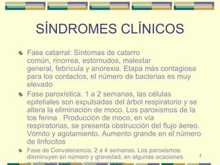 7SÍNDROMES CLÍNICOSFase catarral: Síntomas de catarro común, rinorrea, estornudos, malestar general, febrícula y anorexia. Etapa más contagiosa para los contactos, el número de bacterias es muy elevadoFase paroxística. 1 a 2 semanas, las células epiteliales son expulsadas del árbol respiratorio y se altera la eliminación de moco. Los paroxismos de la tos ferina . Producción de moco, en vía respiratorias, se presenta obstrucción del flujo áereo. Vómito y agotamiento. Aumento grande en el número de linfocitosFase de Convalecencia. 2 a 4 semanas. Los paroxismos disminuyen en número y gravedad, en algunas ocaciones pueden presentarse complicaciones