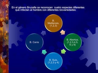En el género Brucella se reconocen cuatro especies diferentes
que infectan al hombre con diferentes biovariedades:
B.
Melitensis,
(1,2,3)
B. Abortus,
(1,2,3,4,5,
6 y 9)
B. Suis,
(1,2,3 y 4)
B. Canis
 