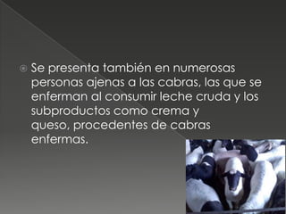    Se presenta también en numerosas
    personas ajenas a las cabras, las que se
    enferman al consumir leche cruda y los
    subproductos como crema y
    queso, procedentes de cabras
    enfermas.
 