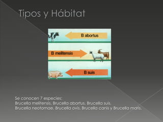 Se conocen 7 especies:
Brucella melitensis, Brucella abortus, Brucella suis,
Brucella neotomae, Brucella ovis, Brucella canis y Brucella maris.
 