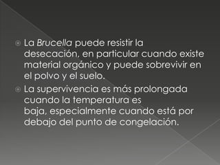  La Brucella puede resistir la
  desecación, en particular cuando existe
  material orgánico y puede sobrevivir en
  el polvo y el suelo.
 La supervivencia es más prolongada
  cuando la temperatura es
  baja, especialmente cuando está por
  debajo del punto de congelación.
 