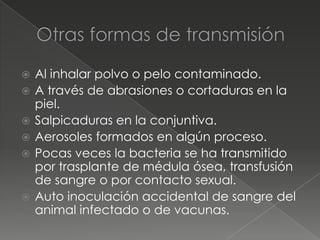    Al inhalar polvo o pelo contaminado.
   A través de abrasiones o cortaduras en la
    piel.
   Salpicaduras en la conjuntiva.
   Aerosoles formados en algún proceso.
   Pocas veces la bacteria se ha transmitido
    por trasplante de médula ósea, transfusión
    de sangre o por contacto sexual.
   Auto inoculación accidental de sangre del
    animal infectado o de vacunas.
 