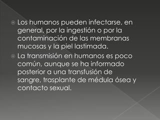  Los humanos pueden infectarse, en
  general, por la ingestión o por la
  contaminación de las membranas
  mucosas y la piel lastimada.
 La transmisión en humanos es poco
  común, aunque se ha informado
  posterior a una transfusión de
  sangre, trasplante de médula ósea y
  contacto sexual.
 