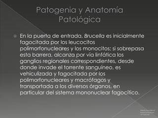    En la puerta de entrada, Brucella es inicialmente
    fagocitada por los leucocitos
    polimorfonucleares y los monocitos; si sobrepasa
    esta barrera, alcanza por vía linfática los
    ganglios regionales correspondientes, desde
    donde invade el torrente sanguíneo, es
    vehiculizada y fagocitada por los
    polimorfonucleares y macrófagos y
    transportada a los diversos órganos, en
    particular del sistema mononuclear fagocítico.


                                                   Medicina Interna
                                                   Farreras Rozman
                                                   16ª Edición
 