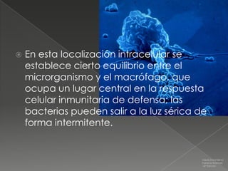    En esta localización intracelular se
    establece cierto equilibrio entre el
    microrganismo y el macrófago, que
    ocupa un lugar central en la respuesta
    celular inmunitaria de defensa; las
    bacterias pueden salir a la luz sérica de
    forma intermitente.


                                            Medicina Interna
                                            Farreras Rozman
                                            16ª Edición
 