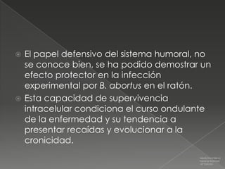  El papel defensivo del sistema humoral, no
  se conoce bien, se ha podido demostrar un
  efecto protector en la infección
  experimental por B. abortus en el ratón.
 Esta capacidad de supervivencia
  intracelular condiciona el curso ondulante
  de la enfermedad y su tendencia a
  presentar recaídas y evolucionar a la
  cronicidad.
                                         Medicina Interna
                                         Farreras Rozman
                                         16ª Edición
 