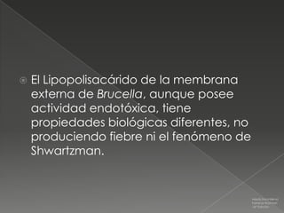    El Lipopolisacárido de la membrana
    externa de Brucella, aunque posee
    actividad endotóxica, tiene
    propiedades biológicas diferentes, no
    produciendo fiebre ni el fenómeno de
    Shwartzman.


                                            Medicina Interna
                                            Farreras Rozman
                                            16ª Edición
 