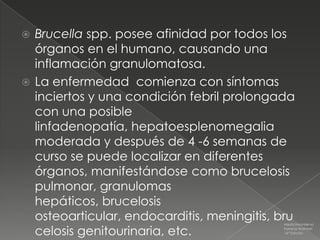  Brucella spp. posee afinidad por todos los
  órganos en el humano, causando una
  inflamación granulomatosa.
 La enfermedad comienza con síntomas
  inciertos y una condición febril prolongada
  con una posible
  linfadenopatía, hepatoesplenomegalia
  moderada y después de 4 -6 semanas de
  curso se puede localizar en diferentes
  órganos, manifestándose como brucelosis
  pulmonar, granulomas
  hepáticos, brucelosis
  osteoarticular, endocarditis, meningitis, bru
                                             Medicina Interna

  celosis genitourinaria, etc.               Farreras Rozman
                                             16ª Edición
 
