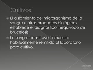  El aislamiento del microrganismo de la
  sangre u otros productos biológicos
  establece el diagnóstico inequívoco de
  brucelosis.
 La sangre constituye la muestra
  habitualmente remitida al laboratorio
  para cultivo.



                                      Medicina Interna
                                      Farreras Rozman
                                      16ª Edición
 