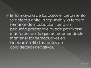    En la mayoría de los casos el crecimiento
    se detecta entre la segunda y la tercera
    semanas de incubación, pero un
    pequeño porcentaje puede positivarse
    más tarde, por lo que es recomendable
    mantener los hemocultivos en
    incubación 45 días, antes de
    considerarlos negativos.



                                          Medicina Interna
                                          Farreras Rozman
                                          16ª Edición
 