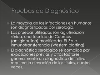  La mayoría de las infecciones en humanos
  son diagnosticadas por serología.
 Las pruebas utilizadas son aglutinación
  sérica, una técnica de Coombs
  (antiglobulina) modificada, ELISA e
  inmunotransferencia (Western blotting).
 El diagnóstico serológico se complica por
  exposiciones previas y otros factores;
  generalmente un diagnóstico definitivo
  requiere la elevación de los títulos, cuatro
  veces.
 