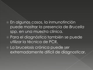  En algunos casos, la inmunotinción
  puede mostrar la presencia de Brucella
  spp. en una muestra clínica.
 Para el diagnóstico también se puede
  utilizar la técnica de PCR.
 La brucelosis crónica puede ser
  extremadamente difícil de diagnosticar.
 