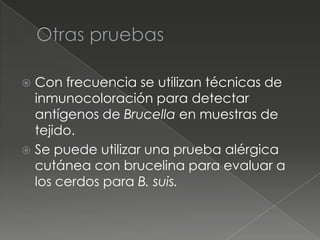  Con frecuencia se utilizan técnicas de
  inmunocoloración para detectar
  antígenos de Brucella en muestras de
  tejido.
 Se puede utilizar una prueba alérgica
  cutánea con brucelina para evaluar a
  los cerdos para B. suis.
 