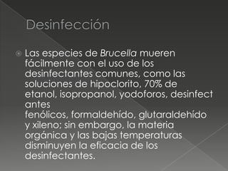    Las especies de Brucella mueren
    fácilmente con el uso de los
    desinfectantes comunes, como las
    soluciones de hipoclorito, 70% de
    etanol, isopropanol, yodoforos, desinfect
    antes
    fenólicos, formaldehído, glutaraldehído
    y xileno; sin embargo, la materia
    orgánica y las bajas temperaturas
    disminuyen la eficacia de los
    desinfectantes.
 