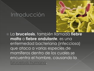    La brucelosis, también llamada fiebre
    malta o fiebre ondulante, es una
    enfermedad bacteriana (infecciosa)
    que ataca a varias especies de
    mamíferos dentro de los cuales se
    encuentra el hombre, causando la
    brucelosis humana.
 