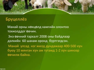 Бруцеллёз
Манай орны нөхцөлд хамгийн олонтоо
тохиолддог өвчин.
Энэ өвчний тархалт 2008 оны байдлаар
дэлхийн 60 шахам оронд бүртгэгдсэн.
Манай улсад нэг жилд дундажаар 400-500 хүн
буюу 10 мянган хүн ам тутамд 1-2 хүн шинээр
өвчилж байна.

 