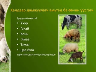 Халдвар дамжуулагч амьтад ба өвчин үүсгэгч
Бруцеллёз өвчтэй

•
•
•
•
•
•

Үхэр
Гахай
Хонь
Ямаа
Тэмээ
Цаа буга

зэрэг амьтдаас хүнд халдварладаг

 
