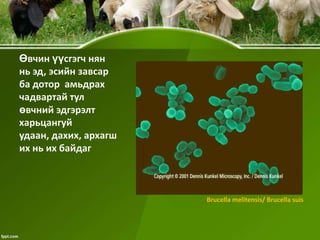 Өвчин үүсгэгч нян
нь эд, эсийн завсар
ба дотор амьдрах
чадвартай тул
өвчний эдгэрэлт
харьцангуй
удаан, дахих, архагш
их нь их байдаг

Brucella melitensis/ Brucella suis

 