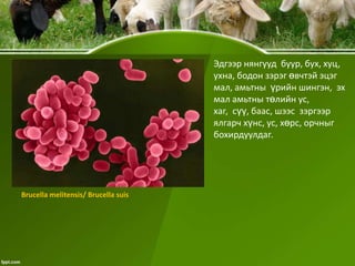 Эдгээр нянгууд буур, бух, хуц,
ухна, бодон зэрэг өвчтэй эцэг
мал, амьтны үрийн шингэн, эх
мал амьтны төлийн ус,
хаг, сүү, баас, шээс зэргээр
ялгарч хүнс, ус, хөрс, орчныг
бохирдуулдаг.

Brucella melitensis/ Brucella suis

 