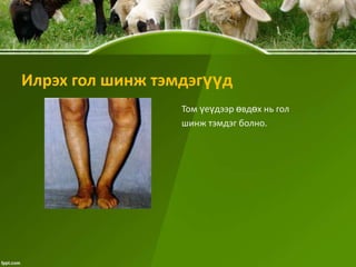 Илрэх гол шинж тэмдэгүүд
Том үеүдээр өвдөх нь гол
шинж тэмдэг болно.

 