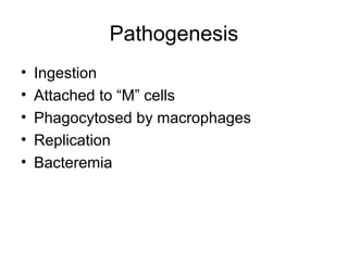 Pathogenesis
• Ingestion
• Attached to “M” cells
• Phagocytosed by macrophages
• Replication
• Bacteremia
 