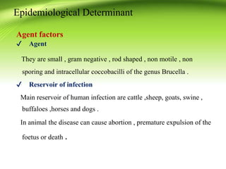 Agent factors
✔ Agent
They are small , gram negative , rod shaped , non motile , non
sporing and intracellular coccobacilli of the genus Brucella .
✔ Reservoir of infection
Main reservoir of human infection are cattle ,sheep, goats, swine ,
buffaloes ,horses and dogs .
In animal the disease can cause abortion , premature expulsion of the
foetus or death .
Epidemiological Determinant
 