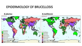 EPIDERMIOLOGY OF BRUCELLOSIS
B.abortus B.mellitensis
 