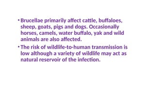 •Brucellae primarily affect cattle, buffaloes,
sheep, goats, pigs and dogs. Occasionally
horses, camels, water buffalo, yak and wild
animals are also affected.
•The risk of wildlife-to-human transmission is
low although a variety of wildlife may act as
natural reservoir of the infection.
 