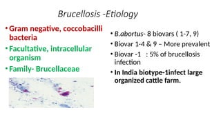 Brucellosis -Etiology
•Gram negative, coccobacilli
bacteria
•Facultative, intracellular
organism
•Family- Brucellaceae
• B.abortus- 8 biovars ( 1-7, 9)
• Biovar 1-4 & 9 – More prevalent
• Biovar -1 : 5% of brucellosis
infection
• In India biotype-1infect large
organized cattle farm.
 