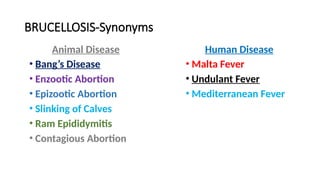 BRUCELLOSIS-Synonyms
Human Disease
• Malta Fever
• Undulant Fever
• Mediterranean Fever
Animal Disease
• Bang’s Disease
• Enzootic Abortion
• Epizootic Abortion
• Slinking of Calves
• Ram Epididymitis
• Contagious Abortion
 