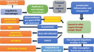 05/01/2025
Engulfed by
macrophages
Lymphnodes
inflammation and
enlargement
Transport
to
regional
LN
Spread to other
organs through
lymph/ blood
ULCERATIVE
ENDOMETRITIS
PLACENTITIS
SHEDDING OF
BRUCELLA IN MILK
ROP
ABORTIONS
(>6MONTHS)
PMN
Ingestion of
ORGANISM
Replicate in
macrophages
( intracellular )
ORCHITIS&
EPIDIDYMITIS
BULL-SEX ORGANS
JOINTS
ARTHRITIS
POTENTIAL SOURCE
Intercotylledon
ary space &Villi
get destroyed
After Conception
Reinfection of Uterus
Non-pregnant Organisms
localizes in Udder
 