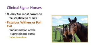 Clinical Signs: Horses
•B. abortus most common
• Susceptible to B. suis
•Fistulous Withers or Poll
Evil
• Inflammation of the
supraspinous bursa
• Abortions-Rare
 