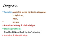 Diagnosis:
 Samples: Aborted foetal contents, placenta,
cotyledons,
milk,
 serum.
 Based on history & clinical signs.
 Staining methods:
Modified ZN method, Koster’s staining
• Isolation & identification
 