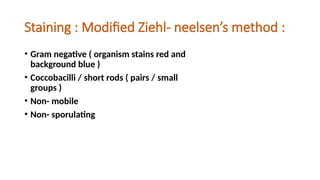 Staining : Modified Ziehl- neelsen’s method :
• Gram negative ( organism stains red and
background blue )
• Coccobacilli / short rods ( pairs / small
groups )
• Non- mobile
• Non- sporulating
 