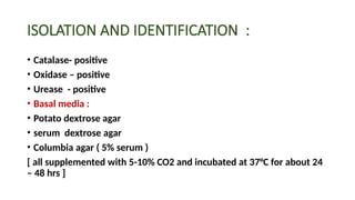 ISOLATION AND IDENTIFICATION :
• Catalase- positive
• Oxidase – positive
• Urease - positive
• Basal media :
• Potato dextrose agar
• serum dextrose agar
• Columbia agar ( 5% serum )
[ all supplemented with 5-10% CO2 and incubated at 37°C for about 24
– 48 hrs ]
 
