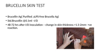 BRUCELLIN SKIN TEST
• Brucellin Ag( Purified ,sLPS-free Brucella Ag)
• Std.Brucellin @0.1ml –I/D
• 48-72 hrs after I/D inoculation – change in skin thickness >1.5-2mm- +ve
reaction.
 