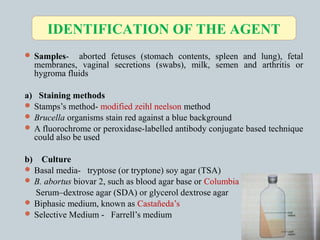  Samples- aborted fetuses (stomach contents, spleen and lung), fetal
membranes, vaginal secretions (swabs), milk, semen and arthritis or
hygroma fluids
a) Staining methods
 Stamps’s method- modified zeihl neelson method
 Brucella organisms stain red against a blue background
 A fluorochrome or peroxidase-labelled antibody conjugate based technique
could also be used
b) Culture
 Basal media- tryptose (or tryptone) soy agar (TSA)
 B. abortus biovar 2, such as blood agar base or Columbia agar
Serum–dextrose agar (SDA) or glycerol dextrose agar
 Biphasic medium, known as Castañeda’s
 Selective Medium - Farrell’s medium
IDENTIFICATION OF THE AGENT
 