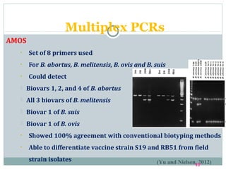 AMOS
• Set of 8 primers used
• For B. abortus, B. melitensis, B. ovis and B. suis
• Could detect
 Biovars 1, 2, and 4 of B. abortus
 All 3 biovars of B. melitensis
 Biovar 1 of B. suis
 Biovar 1 of B. ovis
• Showed 100% agreement with conventional biotyping methods
• Able to differentiate vaccine strain S19 and RB51 from field
strain isolates
Multiplex PCRs
(Yu and Nielsen, 2012)17
 