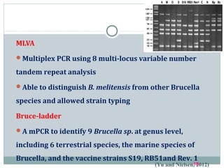 MLVA
Multiplex PCR using 8 multi-locus variable number
tandem repeat analysis
Able to distinguish B. melitensis from other Brucella
species and allowed strain typing
Bruce-ladder
A mPCR to identify 9 Brucella sp. at genus level,
including 6 terrestrial species, the marine species of
Brucella, and the vaccine strains S19, RB51and Rev. 1
(Yu and Nielsen, 2012)18
 