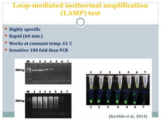 Loop-mediated isothermal amplification
(LAMP) test
 Highly specific
 Rapid (60 min.)
 Works at constant temp. 61
.
C
 Sensitive 100 fold than PCR
19(Karthik et al., 2014)
 